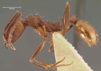 Media type: image; Entomology 20603   Aspect: habitus lateral view